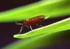 hessian fly